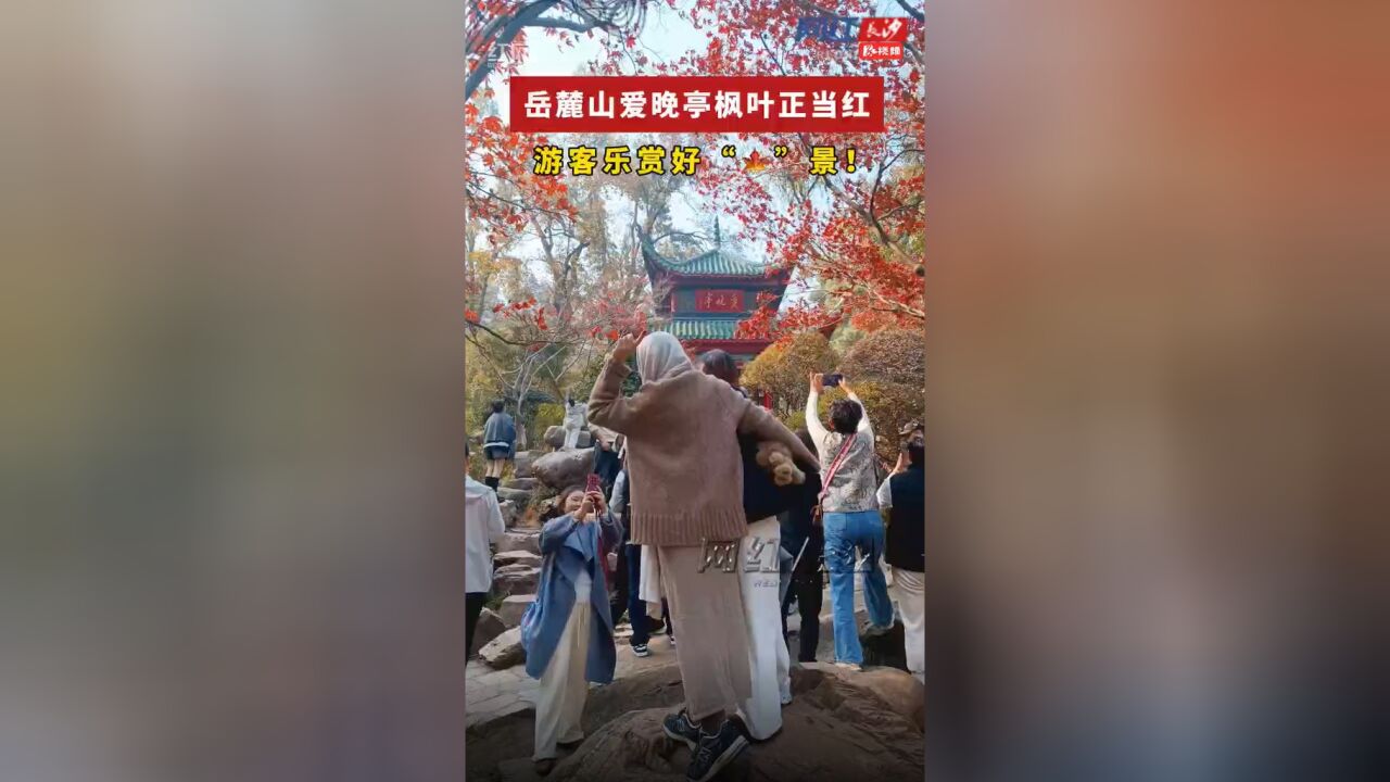 岳麓山爱晚亭枫叶正当红!游客乐赏好“枫”景