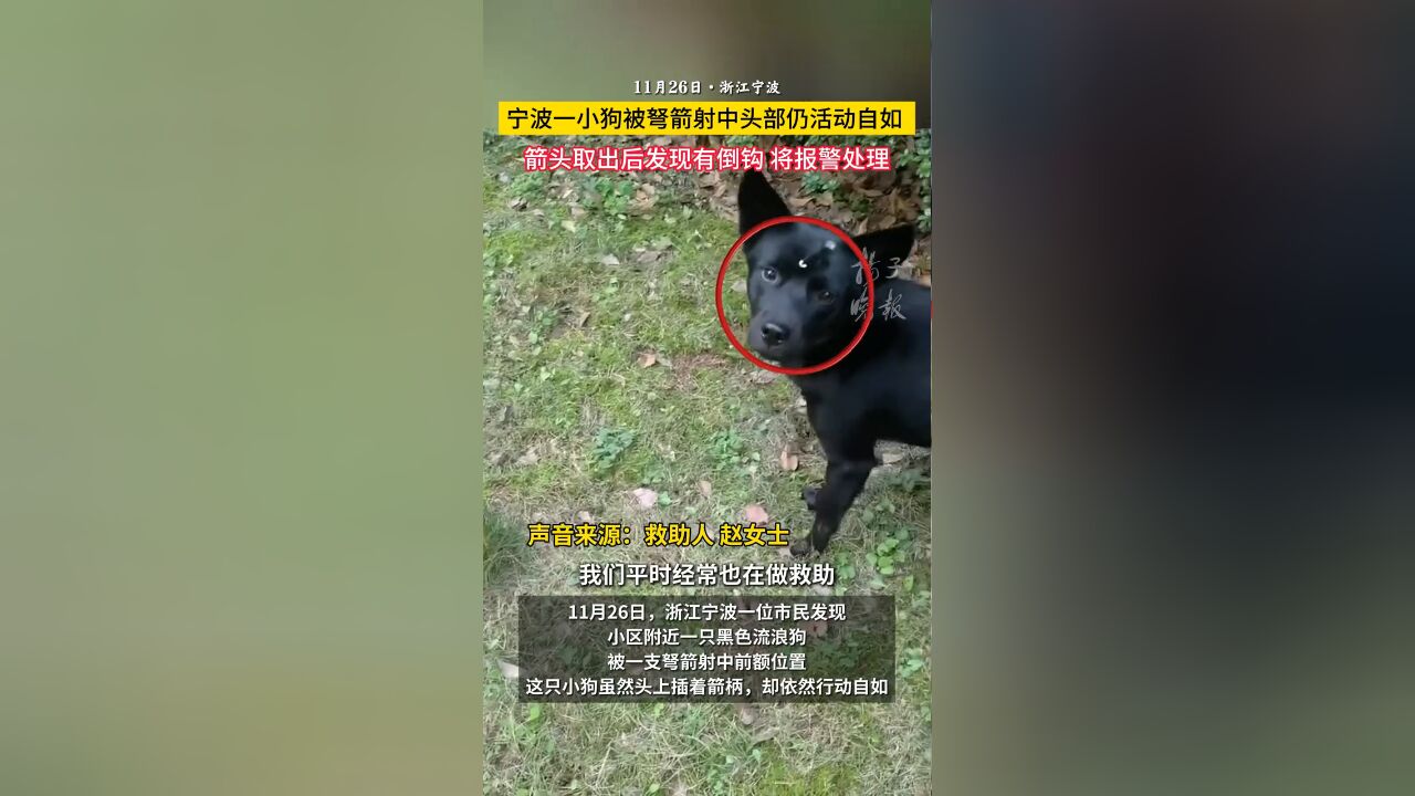 宁波一小狗被弩箭射中头部仍活动自如, 箭头取出后发现有倒钩