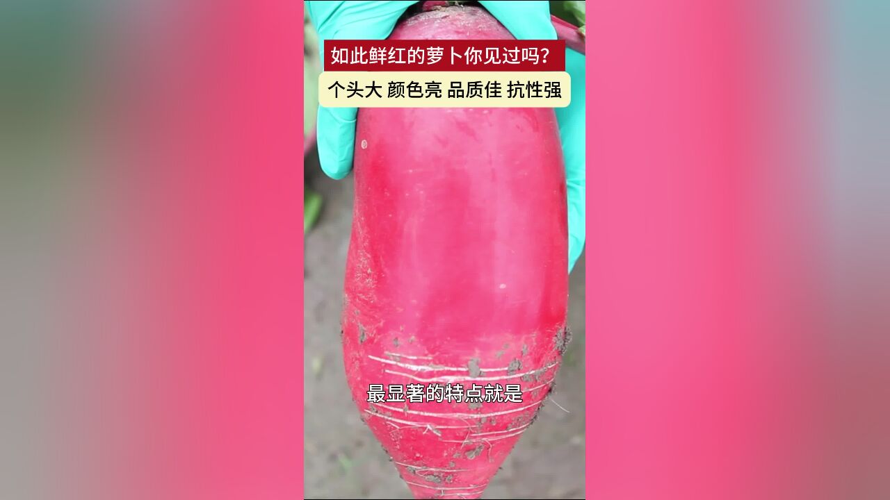 如此鲜红的萝卜你见过吗?个头大 颜色亮 品质佳 抗性强