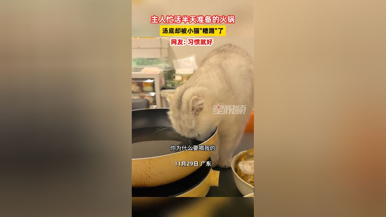 主人忙乎半天准备的火锅 汤底却被小猫糟蹋了