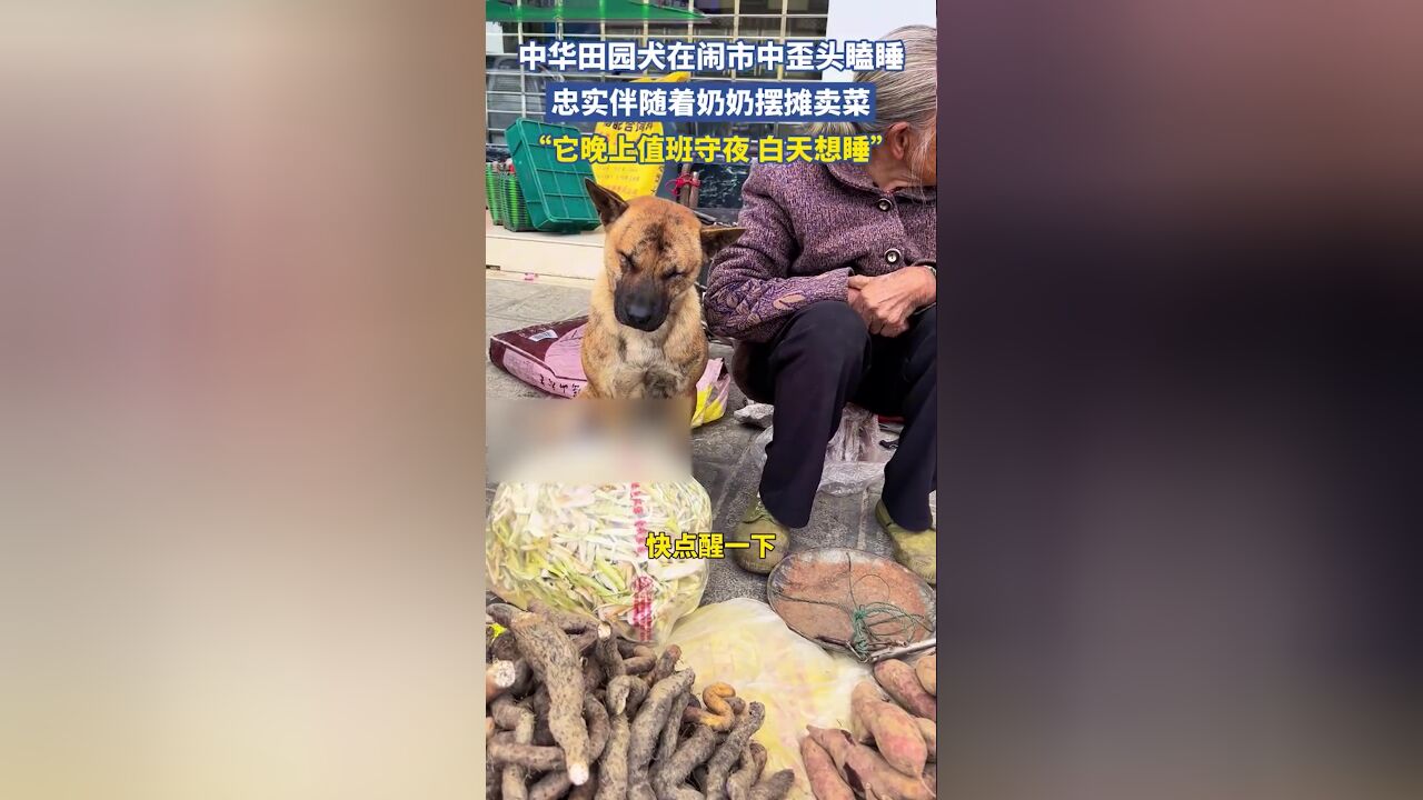 中华田园犬在闹市中歪头瞌睡,忠实伴随着奶奶摆摊卖菜