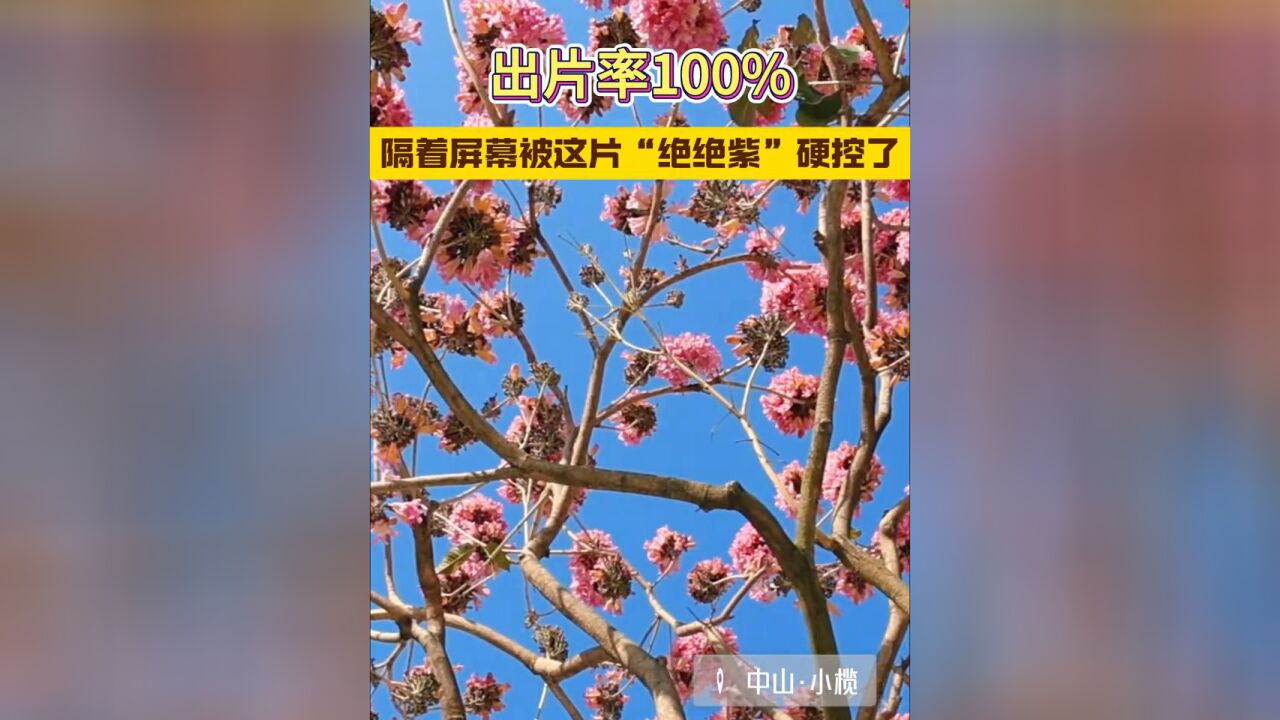 出片率100%! 隔着屏幕被这片“绝绝紫”硬控了