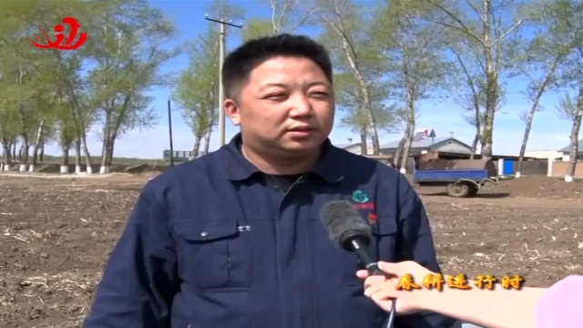 重点关注 桦川:抢抓晴好天气 烤烟大田移栽忙