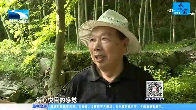 武穴:禾雀花怒放 如万千“小鸟”栖枝头