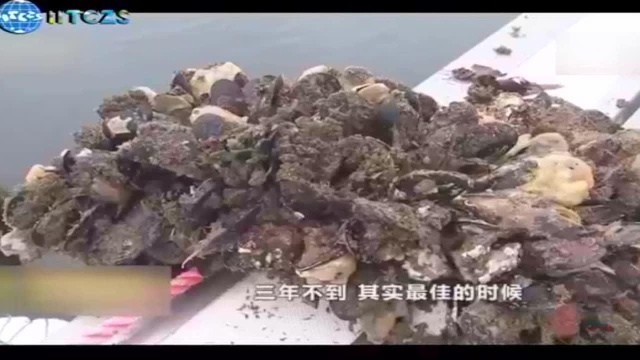 生态中国沿海行 浙江嵊泗:离岛 微城 慢生活(二)