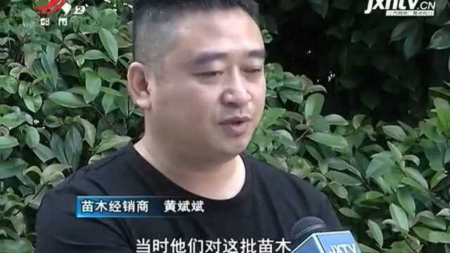 九江共青城:卖苗木给城管被要求从市政公司“走账” 结款遭“扯皮”?