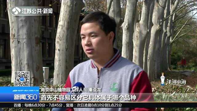 “香榭落叶”真假难辨:“进口落叶”160元一张 南京遍地都是