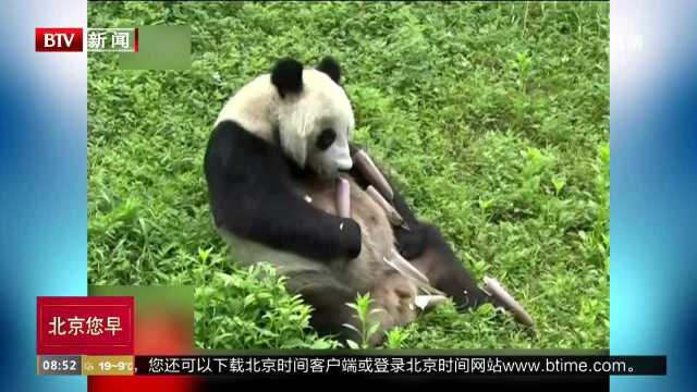 圈养大熊猫种群数量突破310只 中国大熊猫保护研究中心