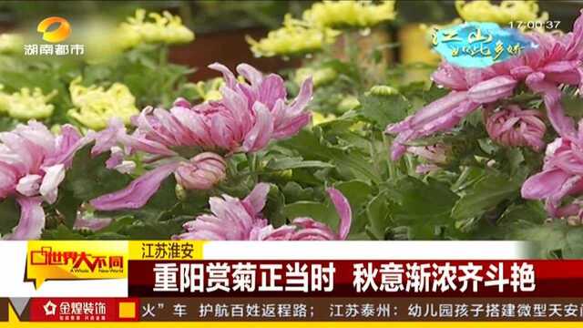 江苏淮安:重阳赏菊正当时 秋意渐浓齐斗艳