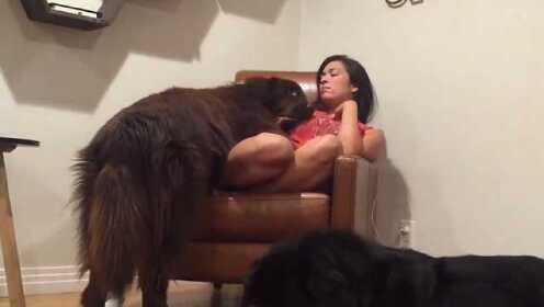 有人宠的才叫宠物 没人宠的那叫狗