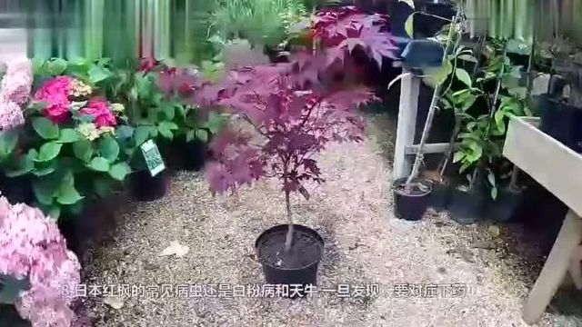 日本红枫盆栽种植大诀窍,国内广受欢迎的盆景花木!