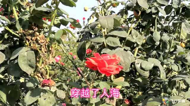 央视中秋晚会歌曲周笔畅Adinda《最美的期待》嗨翻全场!