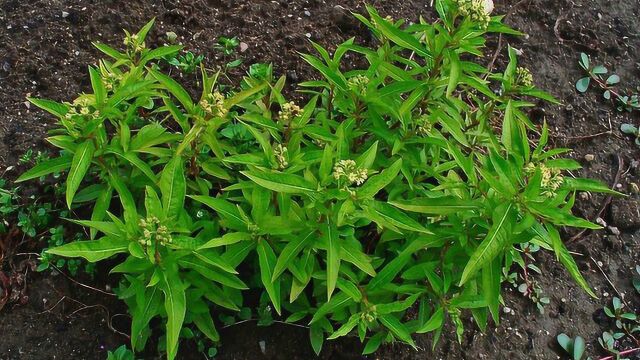 肝脏受损肤色黄,这种野菜专门祛黄治肝炎,现被药厂高价收购!