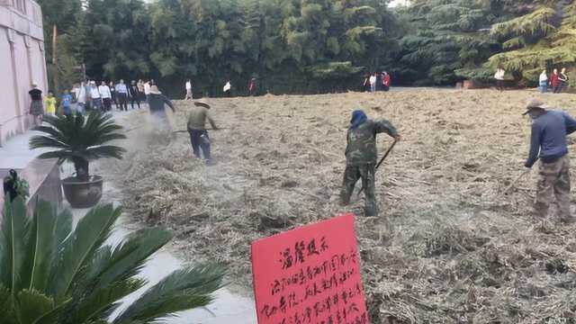 最有烟火味寺庙!白马寺内晒黄豆,成游客开心农场