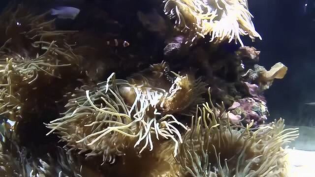 上海海洋水族馆 自然欢快的“海洋之旅”