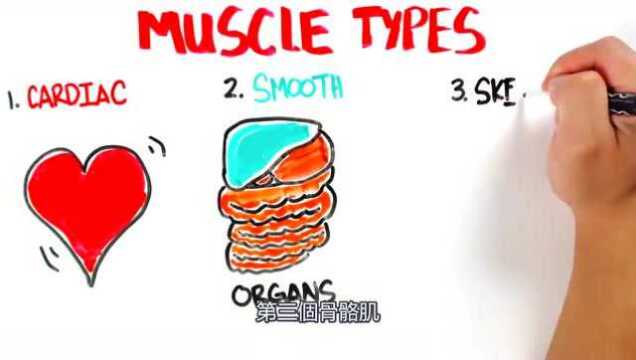 肌肉科普 肌肉类型 健康知识