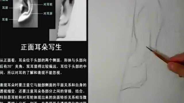 素描五官:素描头像正面耳朵的画法步骤,带你从0开始学素描