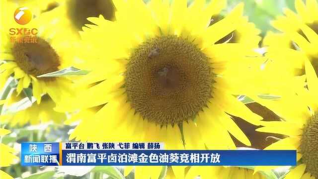 大美陕西丨渭南富平卤泊滩金色油葵竞相开放