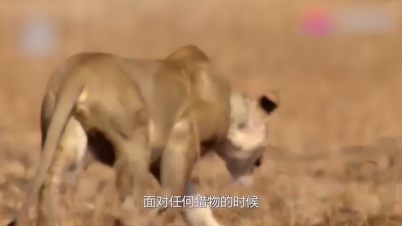 初生牛犊不怕虎小牛犊也是厉害面对狮子一点都不害怕