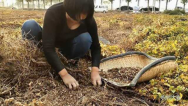 实拍农村大妈捡山药豆,山药豆是咋生长的、该咋吃?一起来看看!