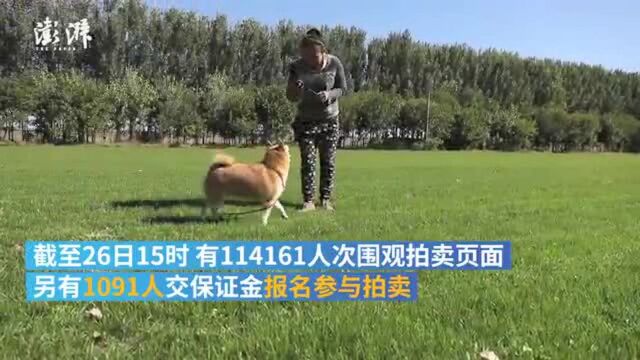 法院拍卖被执行人宠物犬:近四百人报名