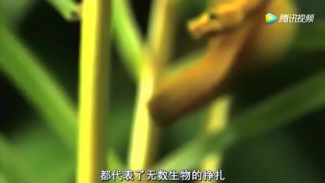 蜥蜴遭虎斑锦蛇锁定 靠“水上飞”逃脱 却遭遇另一个陷阱