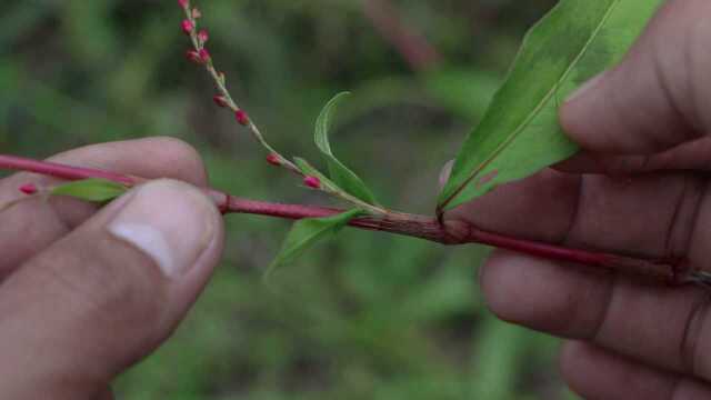 农村陈小哥:草药植物《辣蓼》,相信你见过它,但用途你未必知道