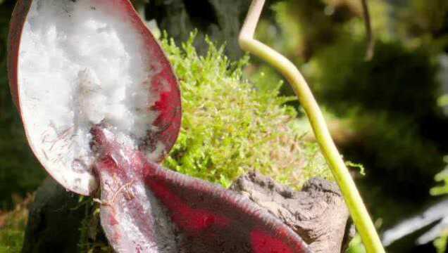 《植物王国》大结局:植物和动物共同构成一个完整的生态链