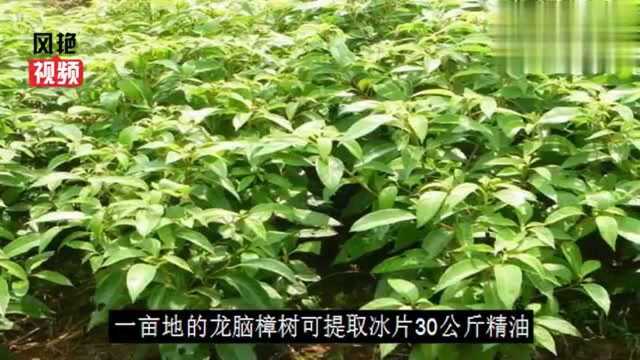 这种樟树被称为植物黄金,一亩地可提取冰片30公斤,价值40万!