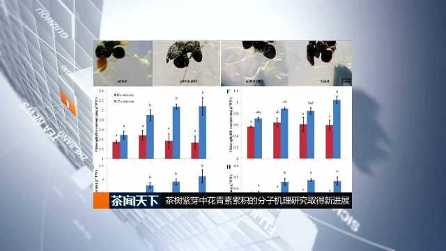 茶树紫芽中花青素累积的分子机理研究取得进展