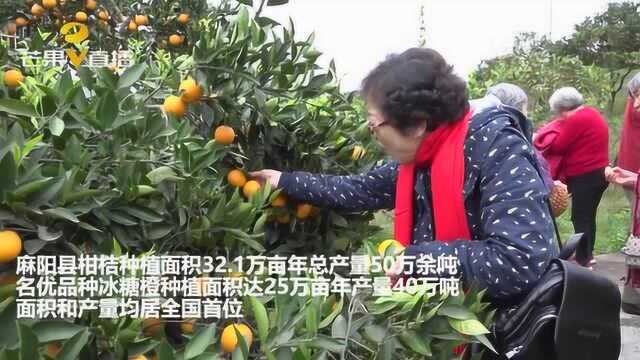 麻阳县柑橘种植面积和产量居全国首位,远销海外20多个国家