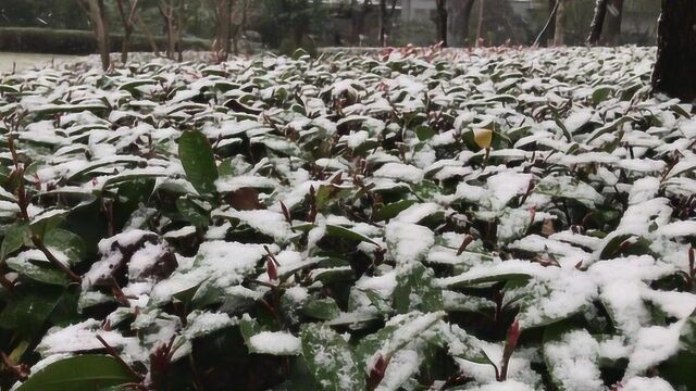 上海真下雪啦 十年来第三早