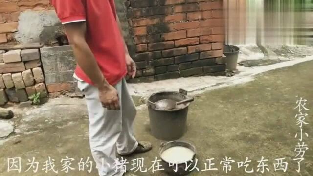 一群猪正在进食,农村小伙突然背后抱起一只,小猪的反应真快