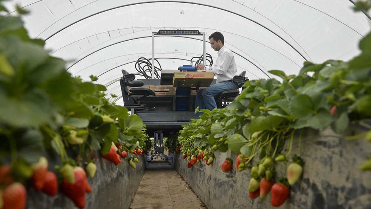 老外发明全自动化草莓收割机24个机械手臂一台能抵20人