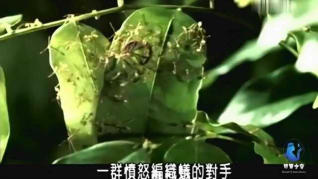 动物异世界之昆虫生死斗第1集