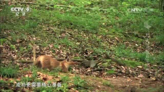 野生动物摄影零距离 小火狐和游隼的生活习惯