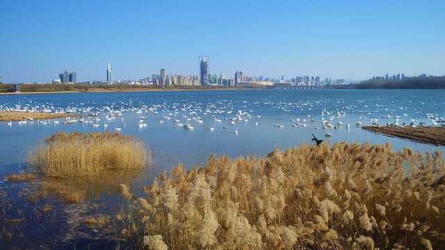 三门峡市历史悠久,是中华民族发祥地之一,流传着许多美丽的传说