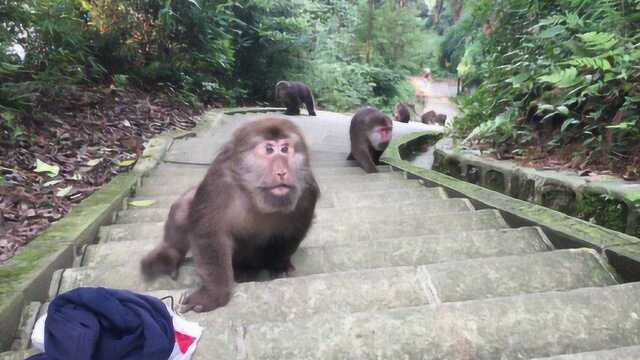 峨眉山的猴子最怕这样东西知道以后,不用担心猴子纠缠不放