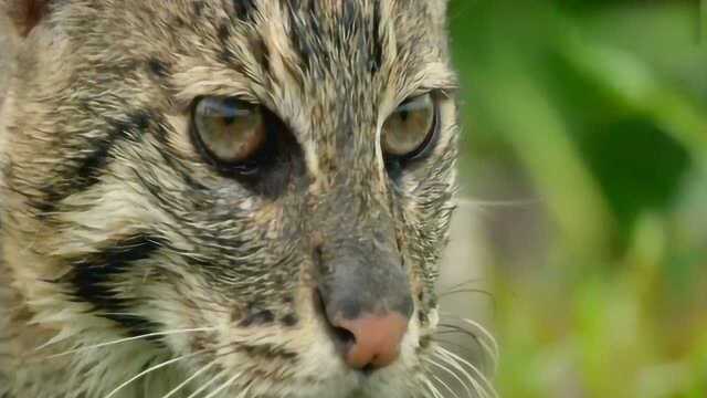 BBC纪录片,高清镜头下的猎豹,带你领略不一样的大猫