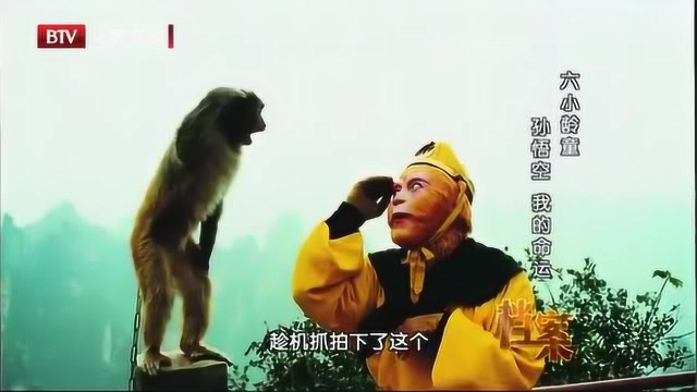 猴子和孙悟空互相敬礼,原因让人敬佩!