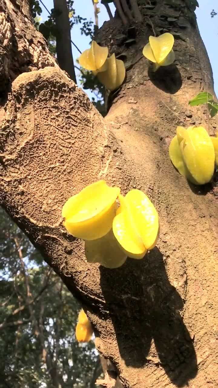 杨桃熟了看着好诱人