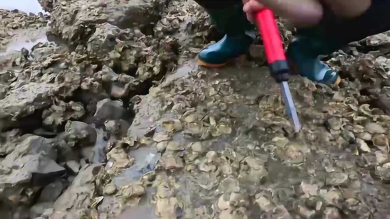 今天大梅赶海砸海蛎子尽显女汉子本质遍地都是野生海蛎子