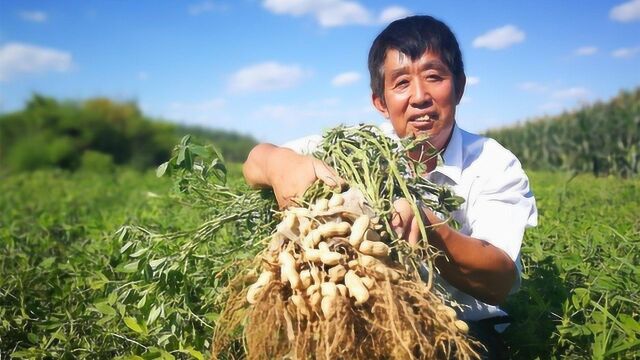 花生如何防止蛴螬,农业专家:4个方法,教你地下蛴螬一扫光