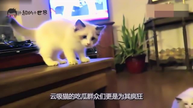 布偶猫的9大优点,简直是猫中仙女,拥有盛世美颜,让人心动