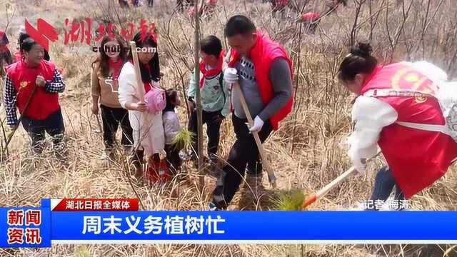 武汉市黄陂区:周末义务植树忙