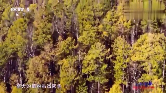 航拍中国:高空俯瞰内蒙古大兴安岭,带你领略不一样的风景!