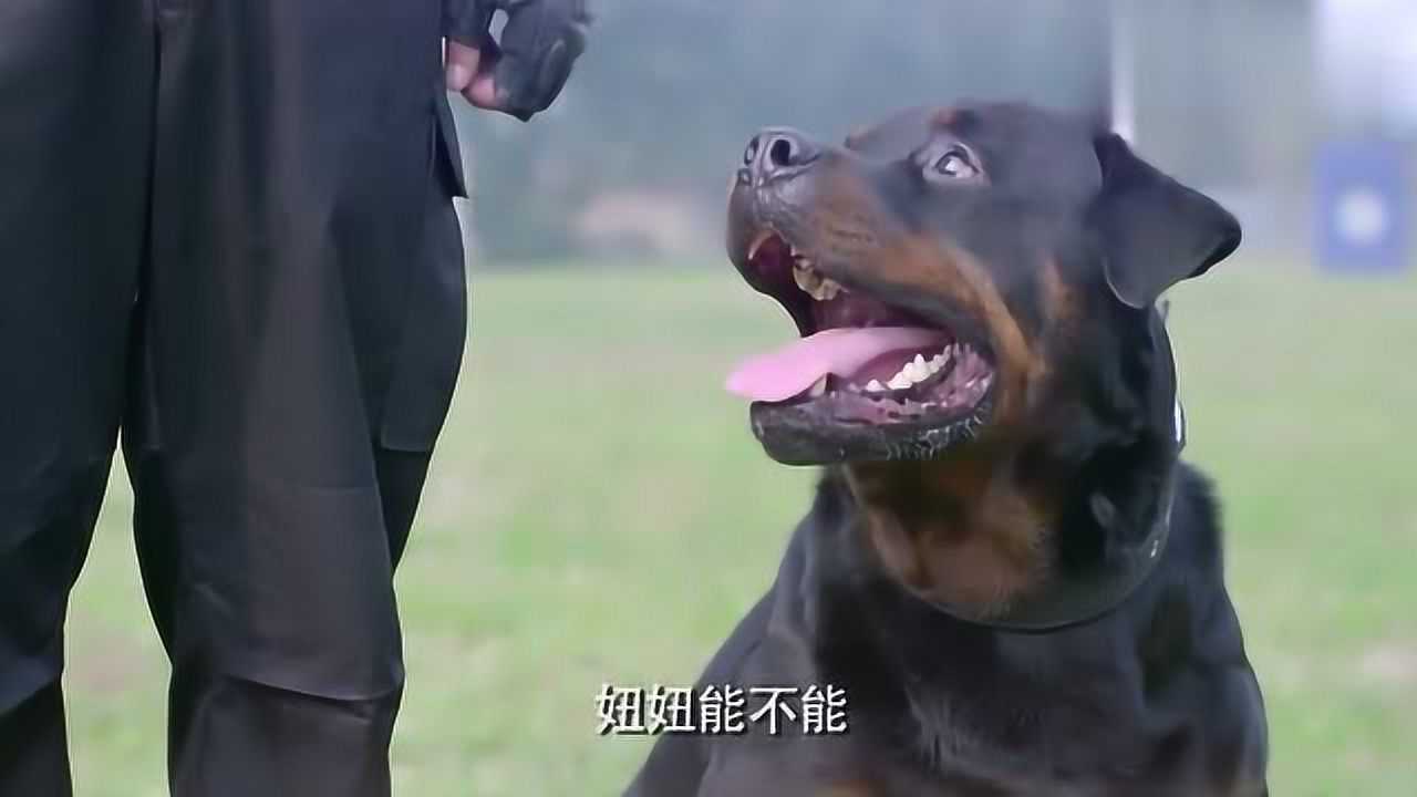 警花与警犬警犬妞妞展现自己的非凡实力让所有人佩服万分