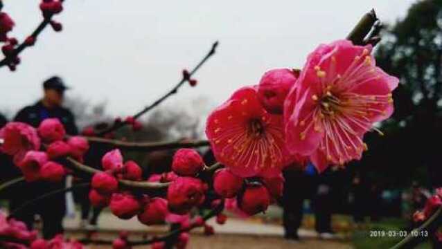 旅游风光片阳春三月下江南苏州吴中光福镇香雪海风景区 续