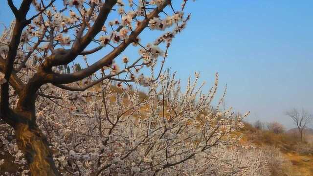 美丽乡村禹州闵庄杏花开了