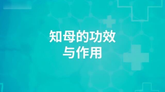 中药知母的功效与作用